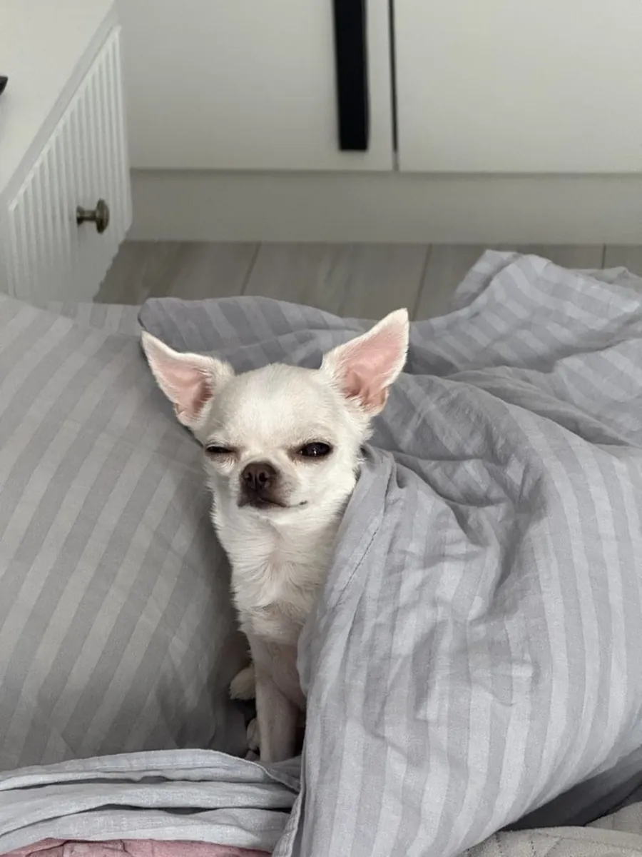 Chihuahua pequeño, atento y muy afectuoso en adopción