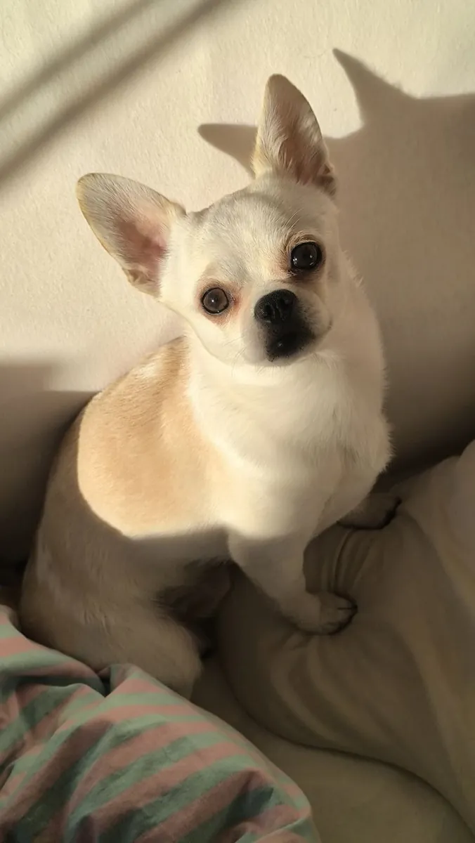 Chihuahua pequeño, atento y muy afectuoso en adopción