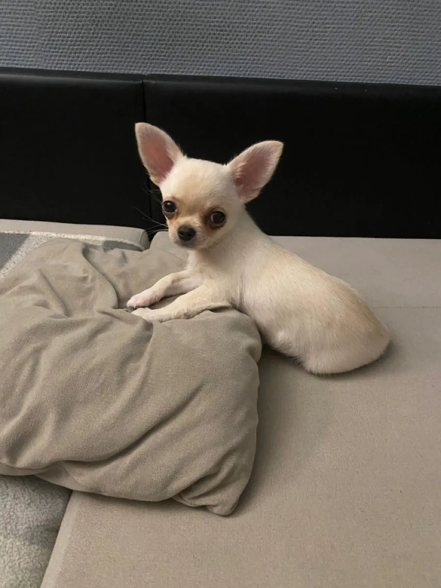 Chihuahua pequeño, atento y muy afectuoso en adopción