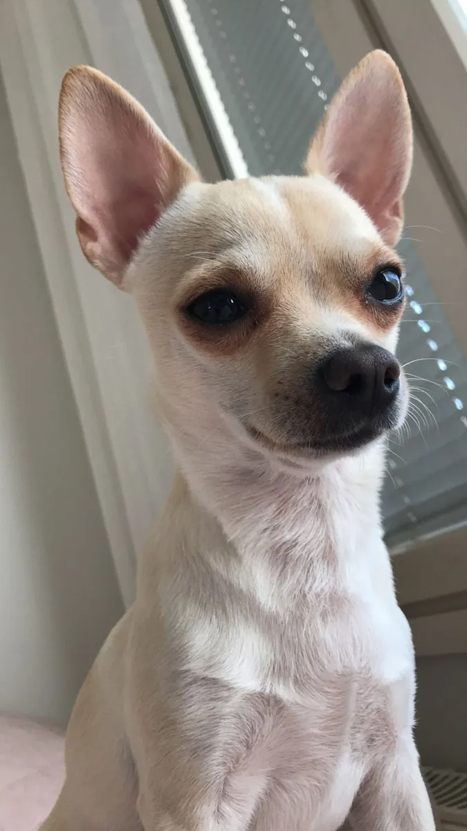 Chihuahua pequeño, atento y muy afectuoso en adopción