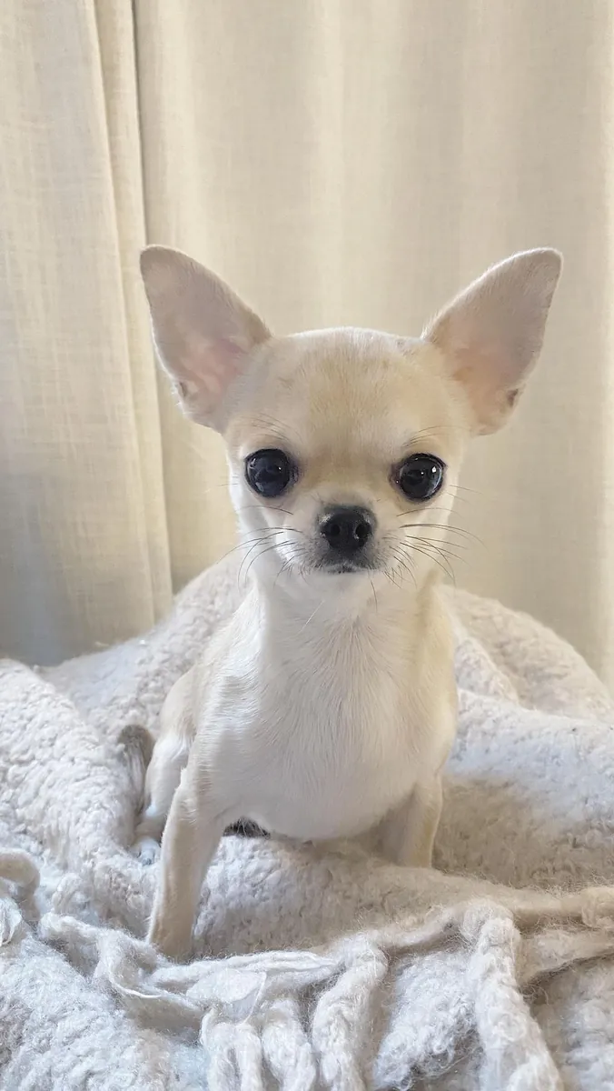 Chihuahua pequeño, atento y muy afectuoso en adopción