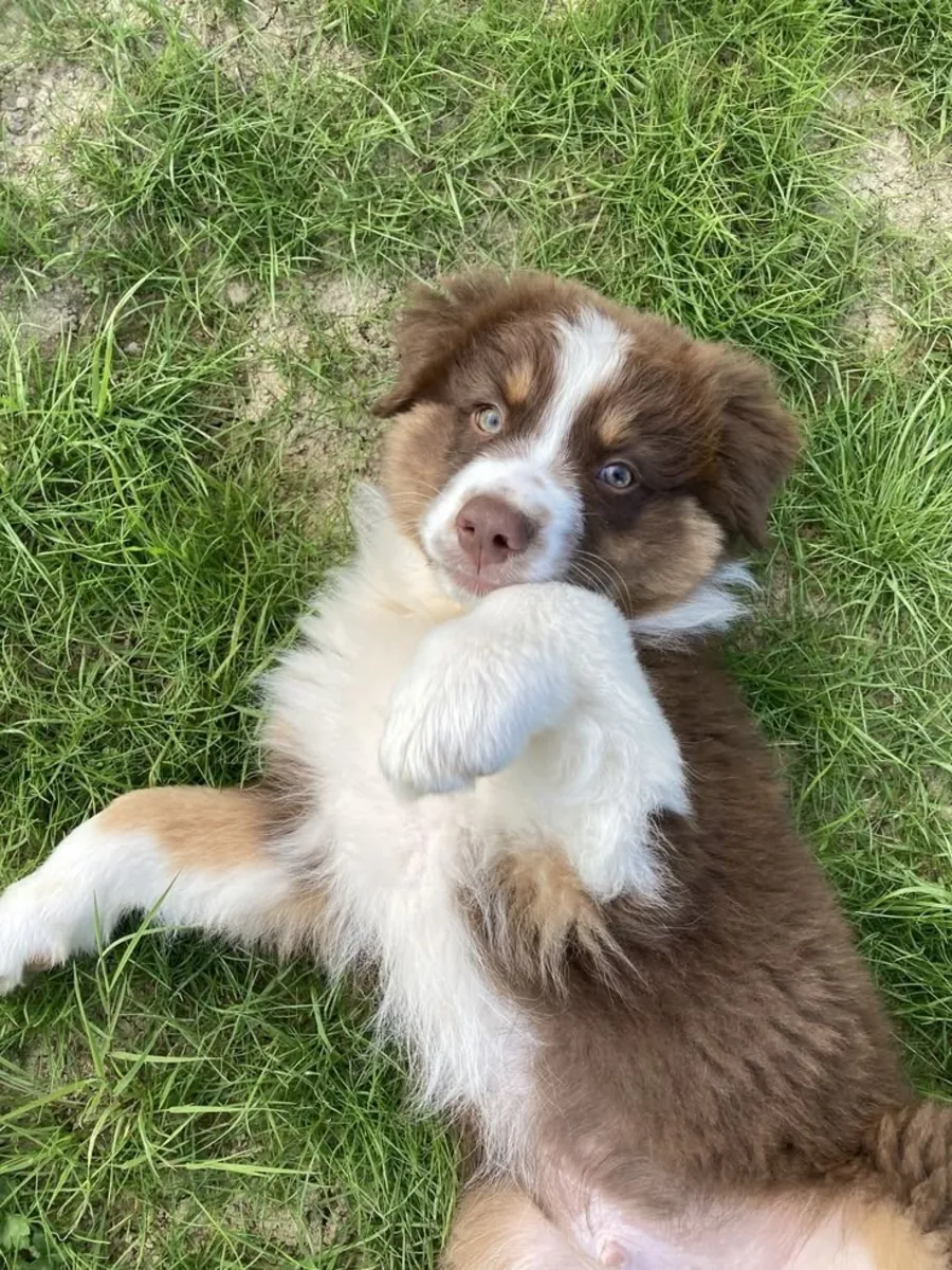 🐶✨ Bu güzel Avustralya çoban köpeği ile tanışın