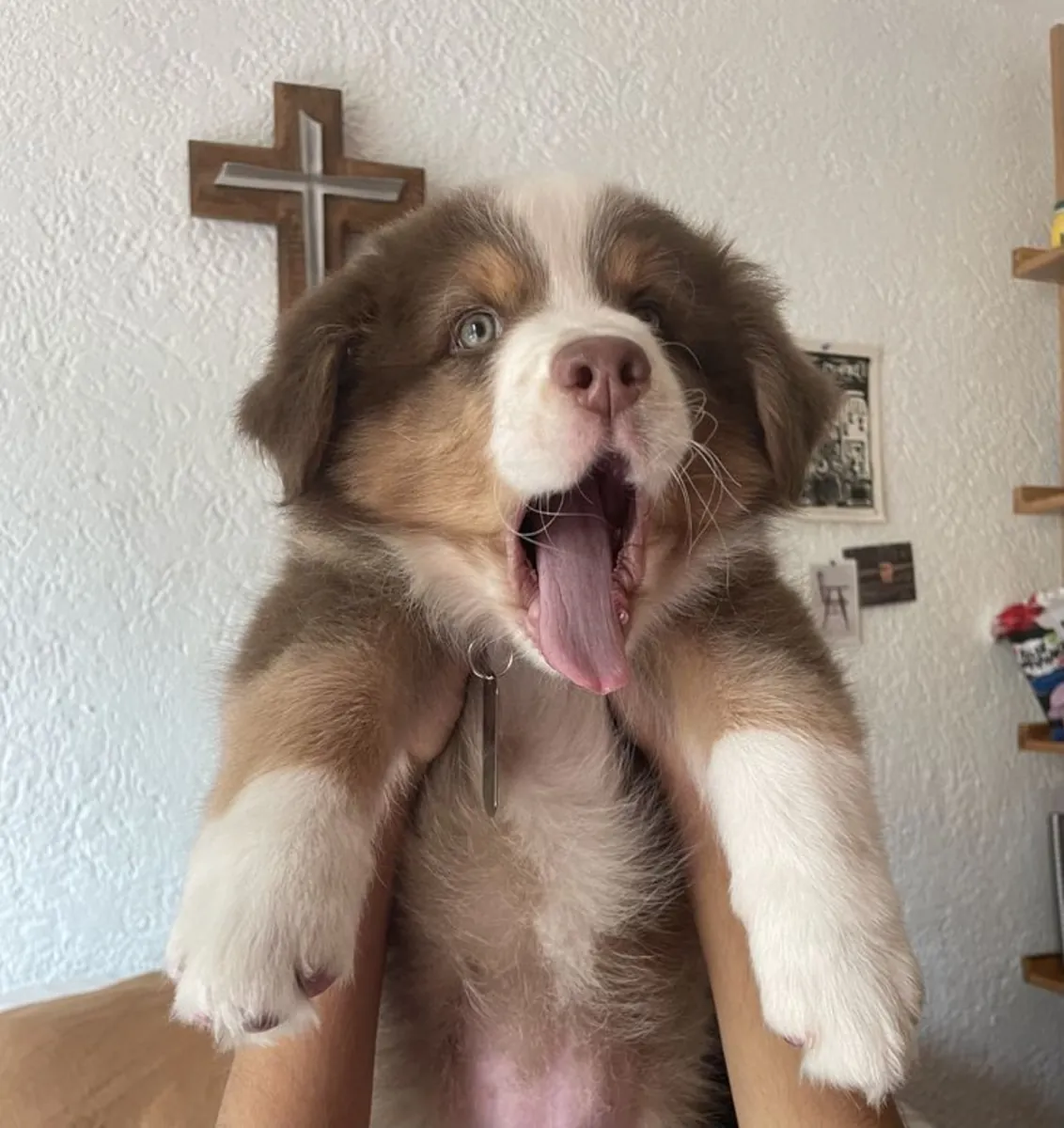 🐶✨ Bu güzel Avustralya çoban köpeği ile tanışın