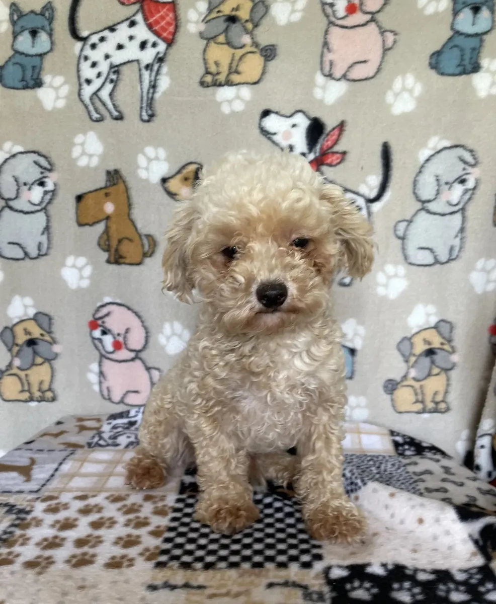 Cachorro caniche toy