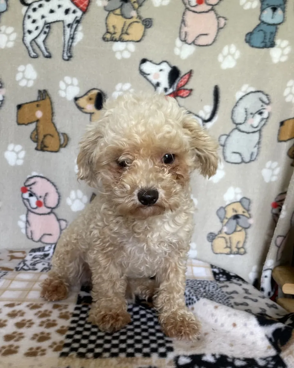 Cachorro caniche toy