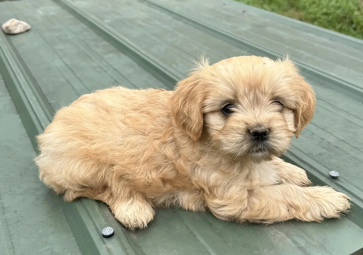 Regalo Cachorro Cavapoo 