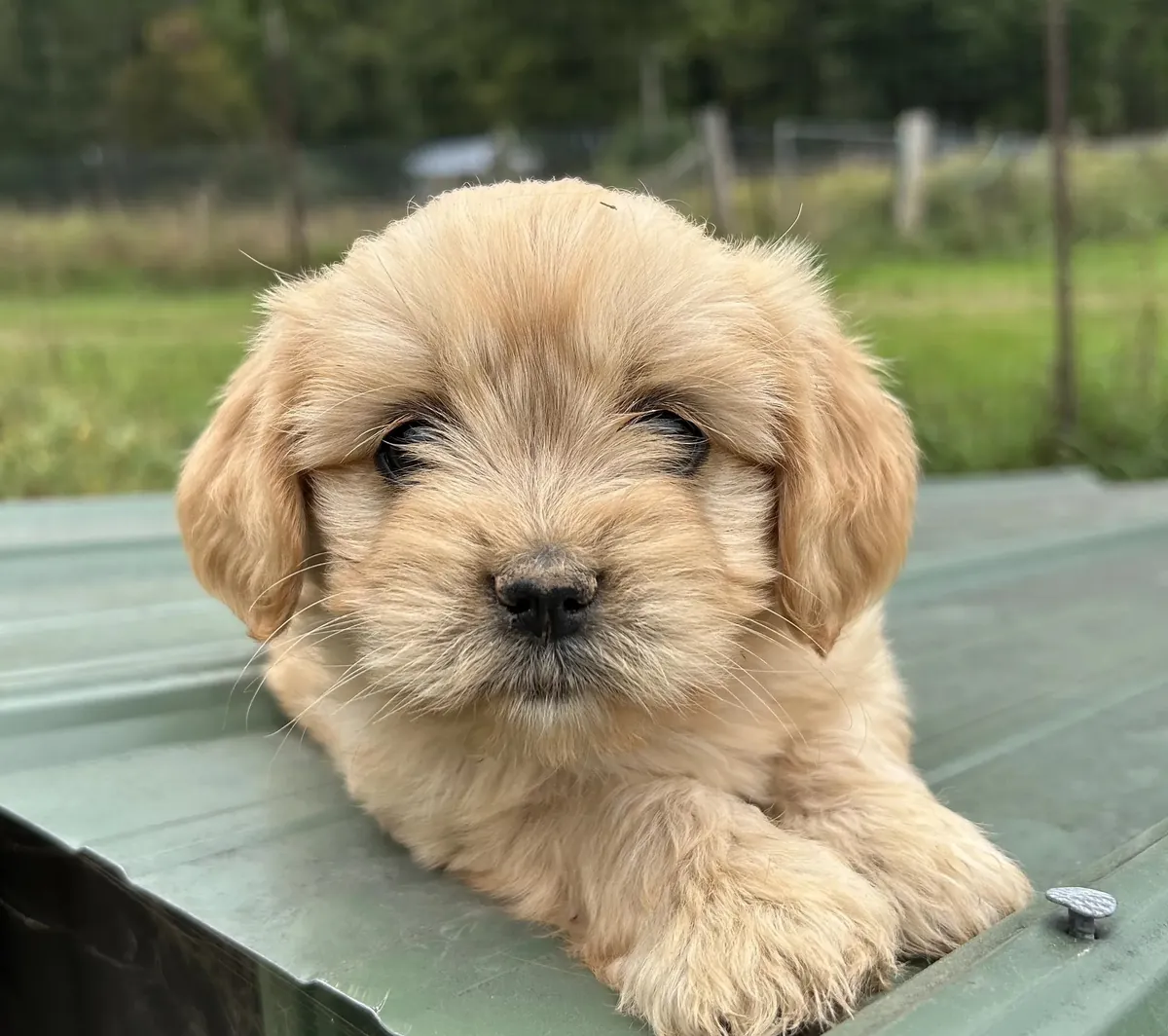 Regalo Cachorro Cavapoo 