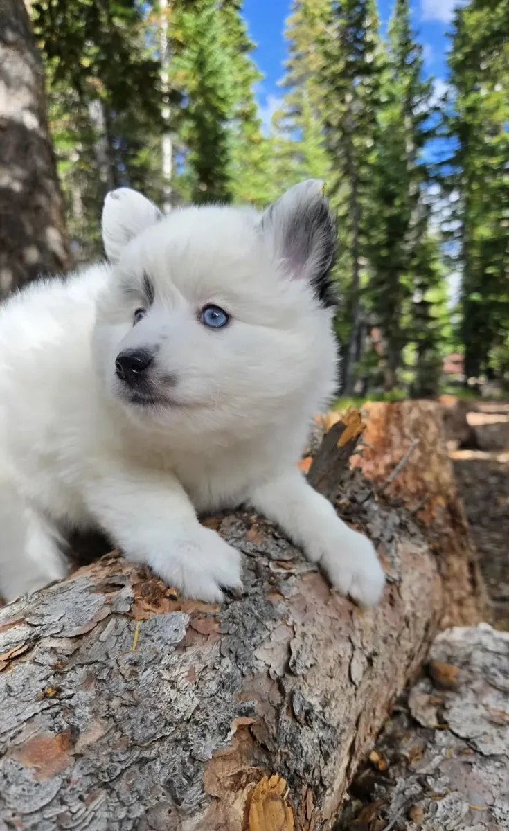 Pomsky femenino 💕 ojos azules