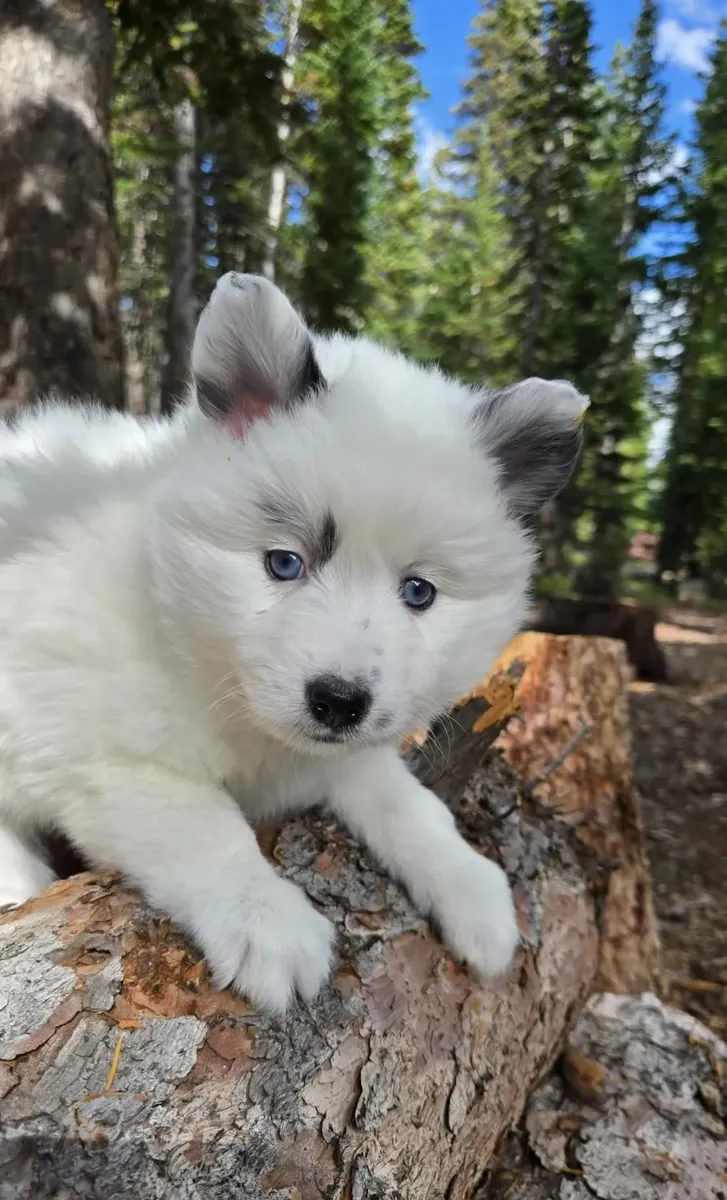 Pomsky femenino 💕 ojos azules