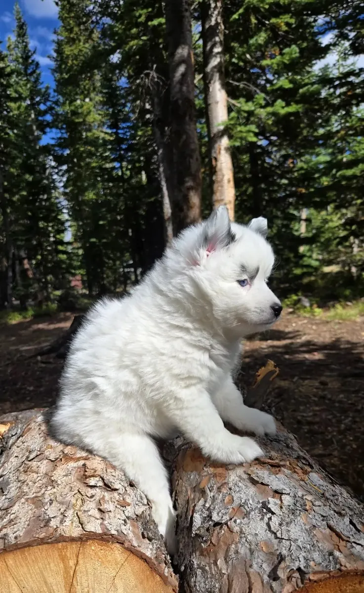 Pomsky femenino 💕 ojos azules