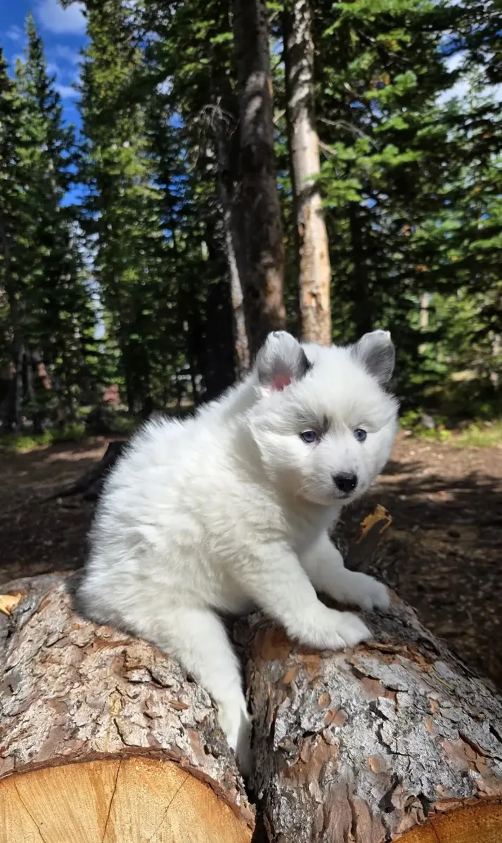 Pomsky femenino 💕 ojos azules