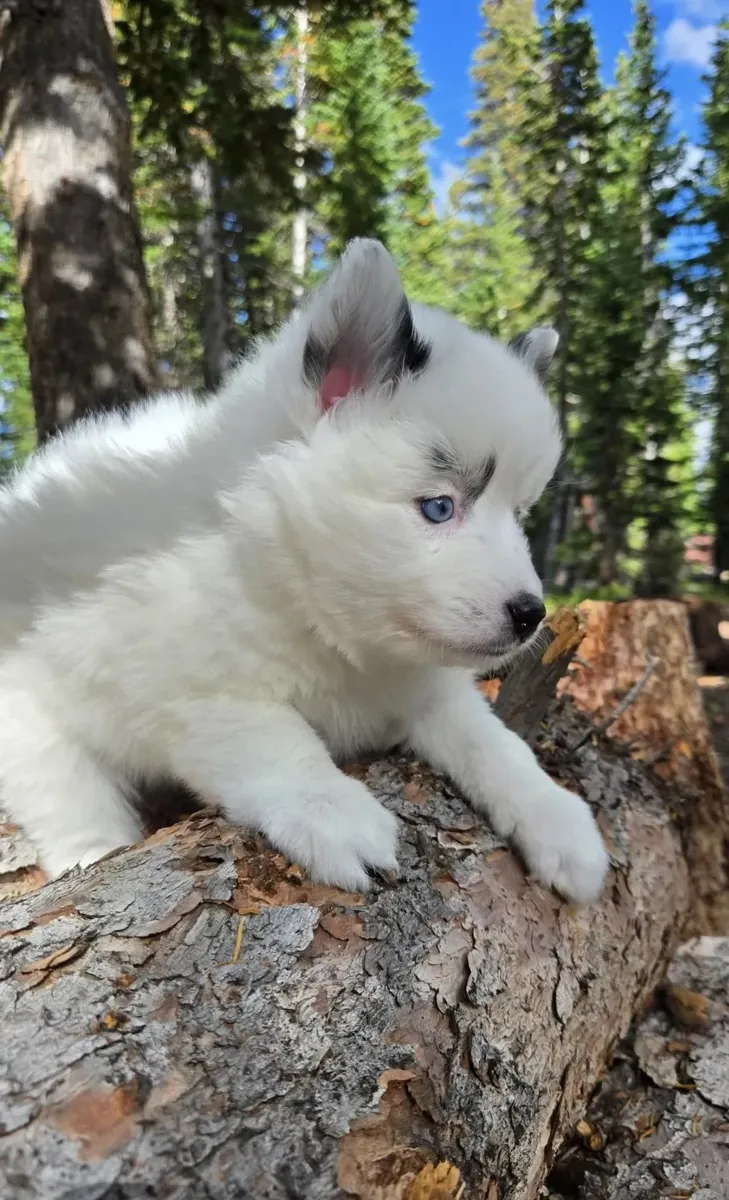 Pomsky femenino 💕 ojos azules