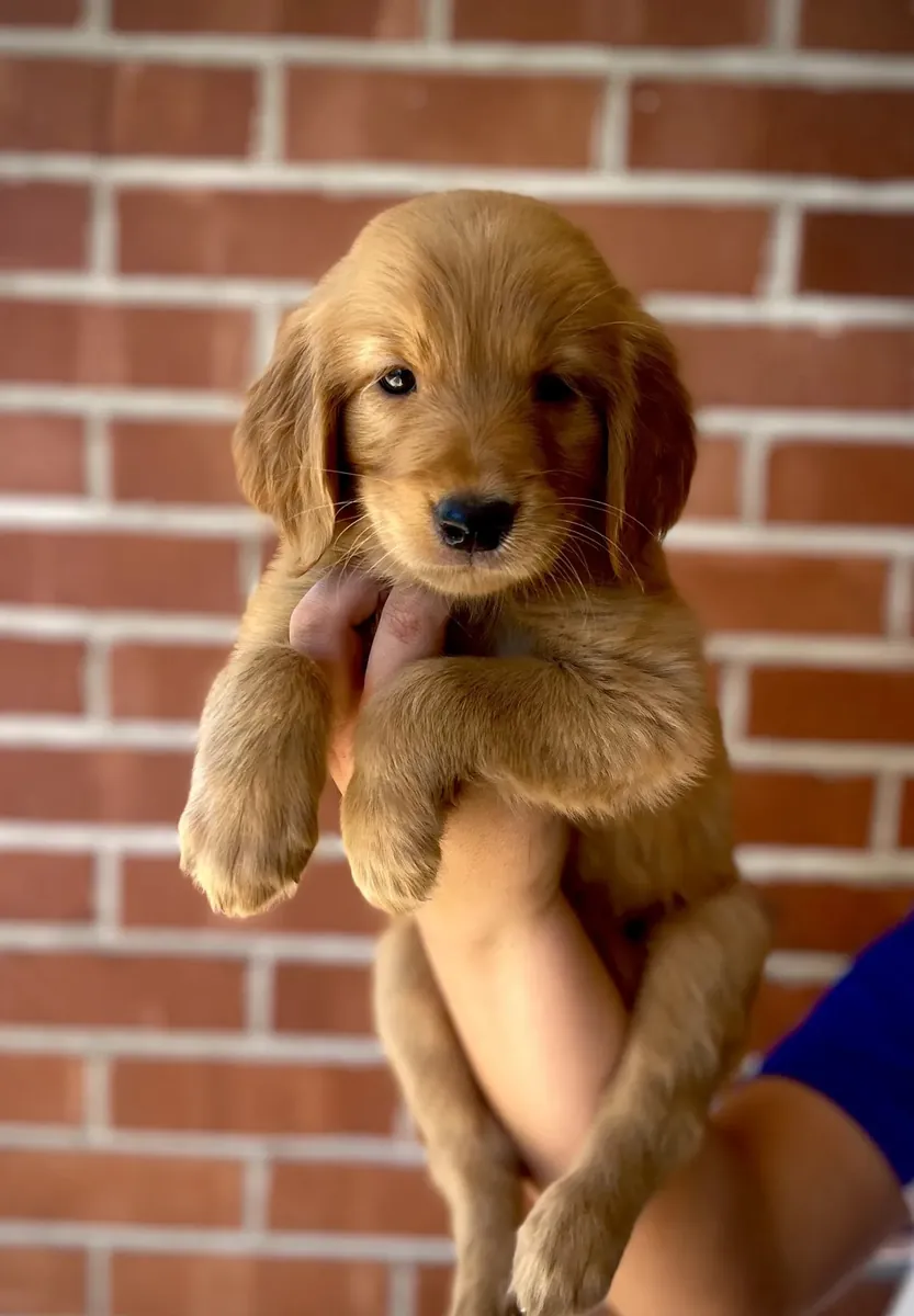 Golden retriever criado por la familia