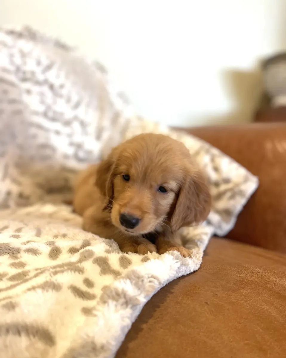 Golden retriever criado por la familia