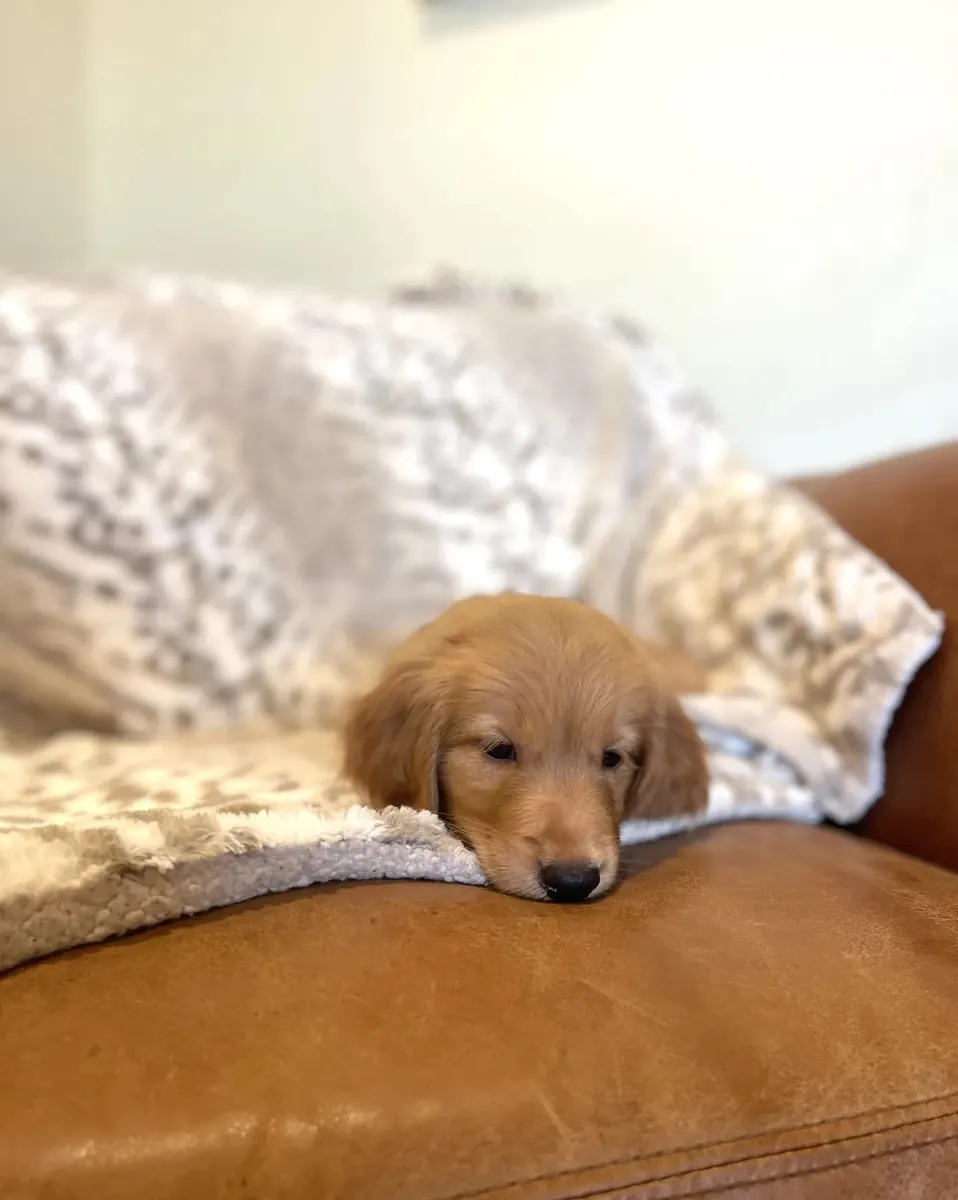Golden retriever criado por la familia