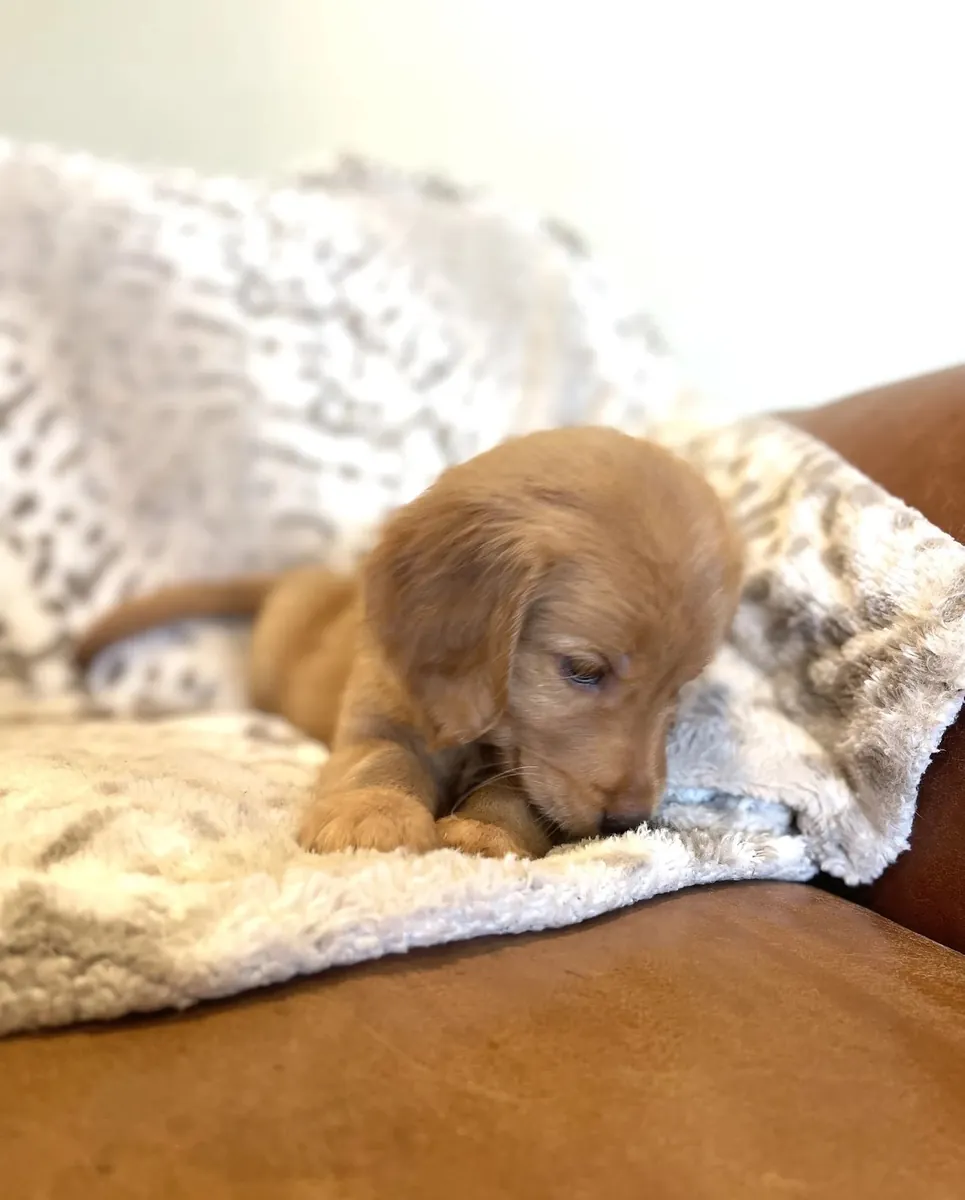 Golden retriever criado por la familia