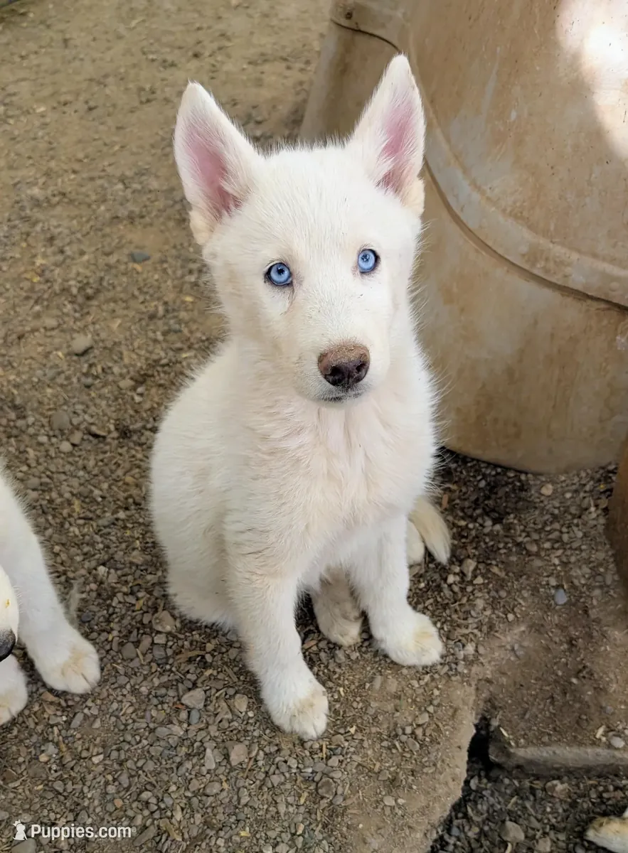 Regalo Cachorro husky siberiano