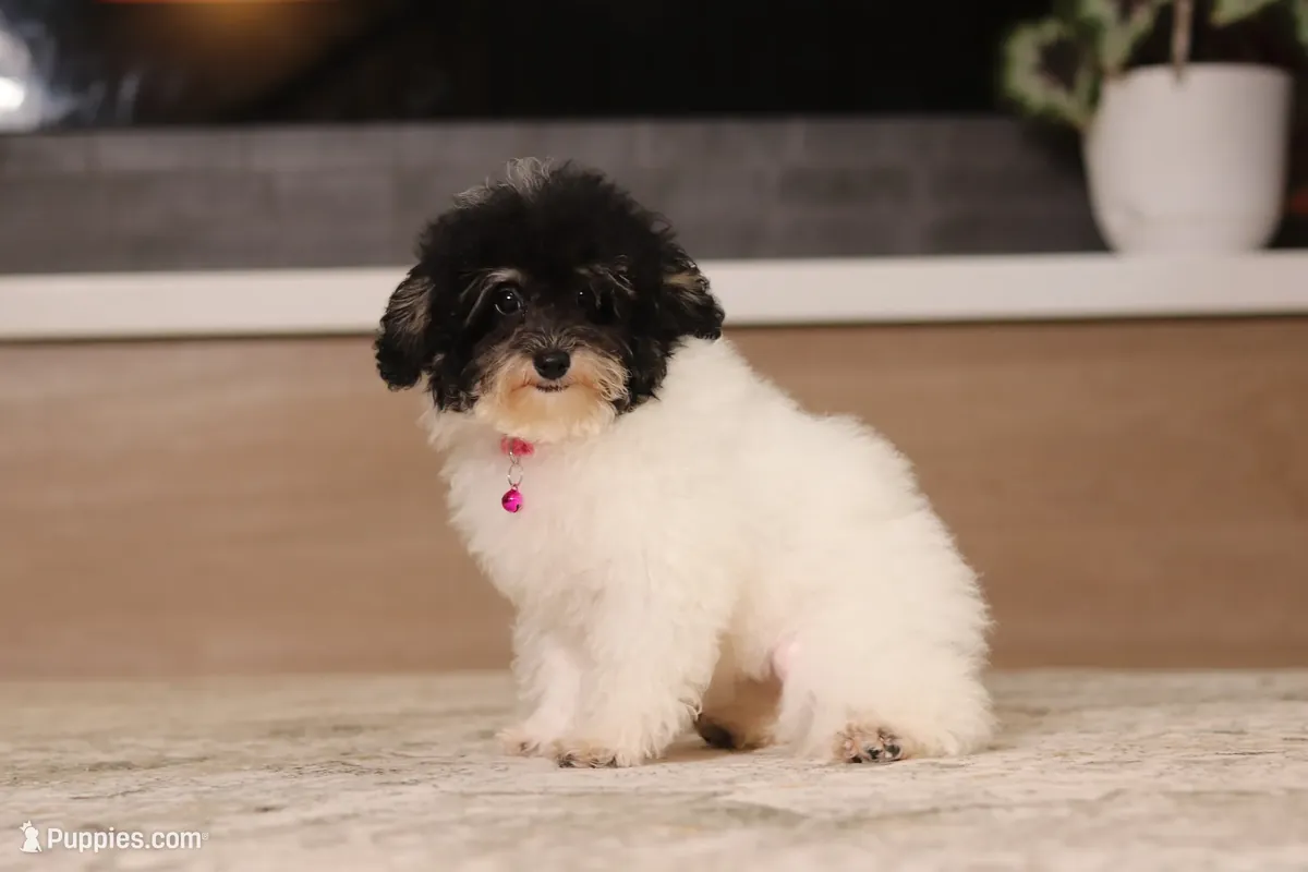 Caniche - Miniatura