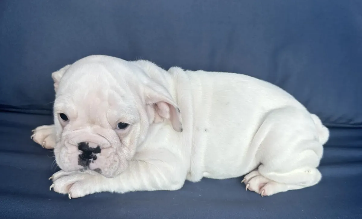 İngiliz bulldog yavrusu