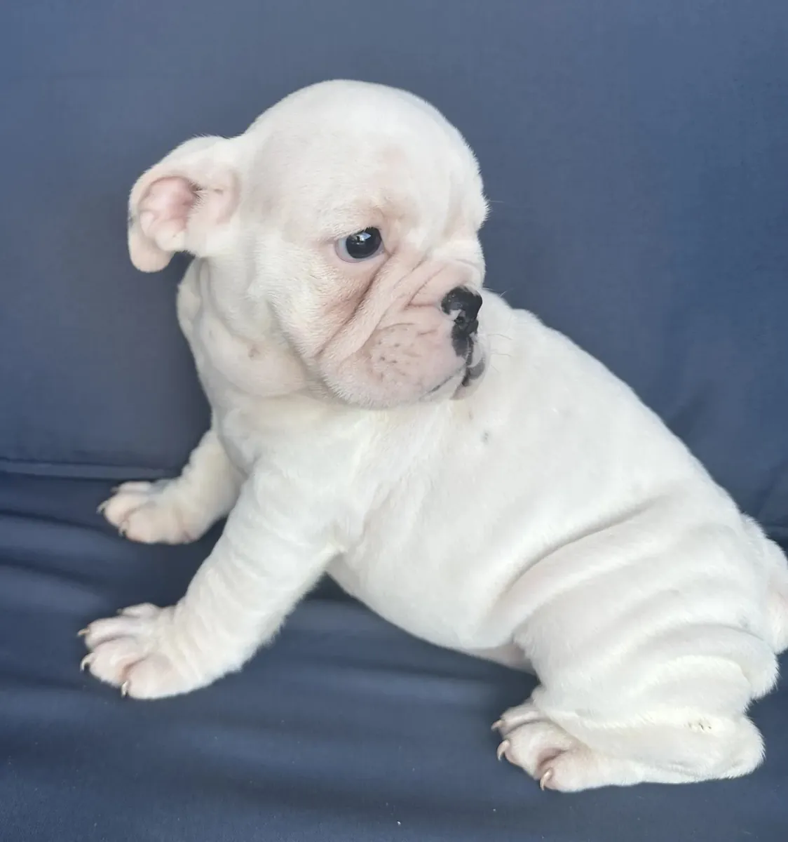 İngiliz bulldog yavrusu