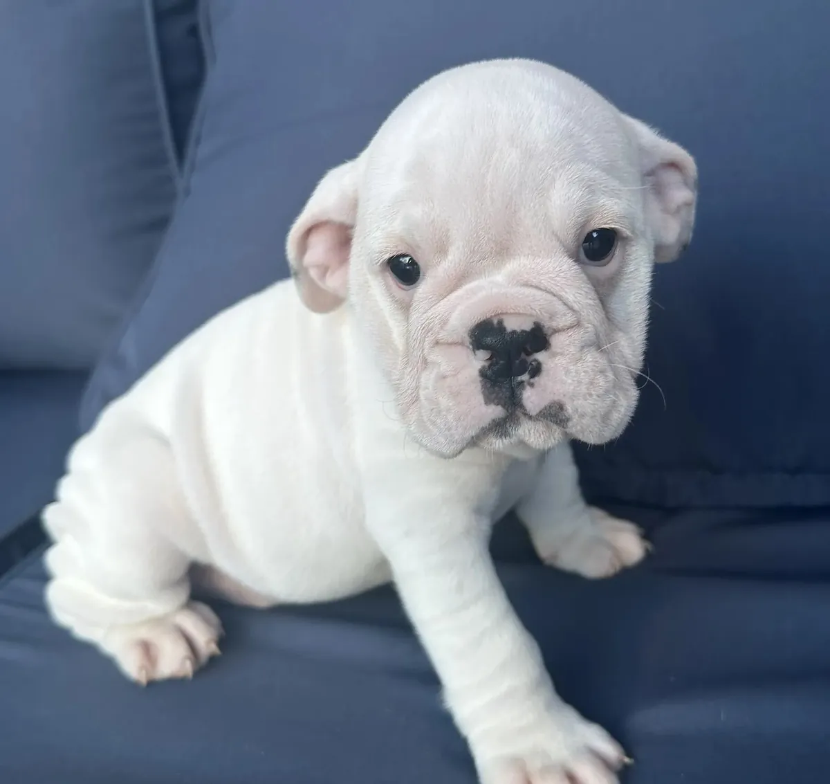 İngiliz bulldog yavrusu