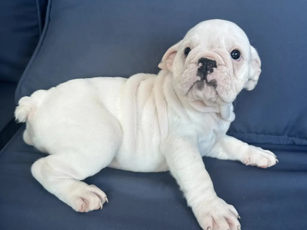 İngiliz bulldog yavrusu