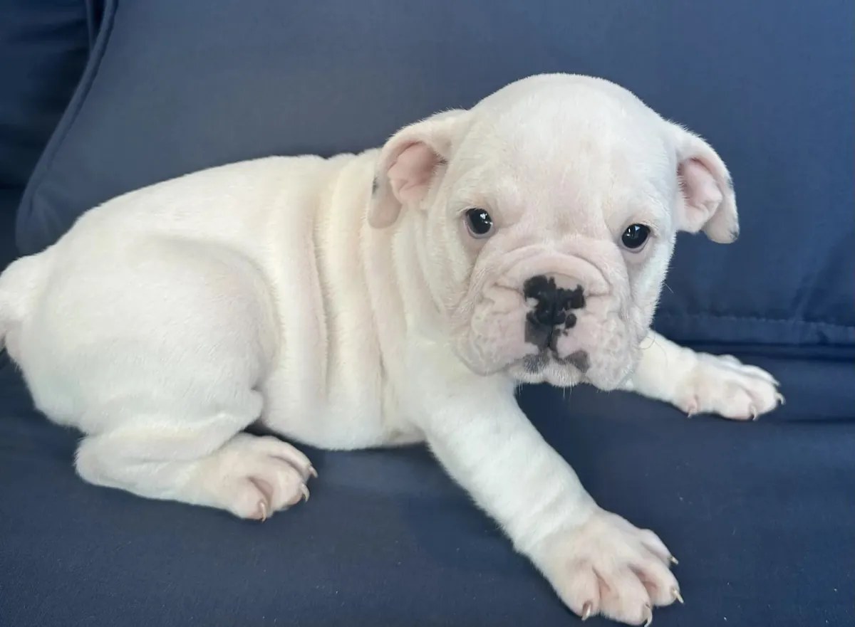 İngiliz bulldog yavrusu