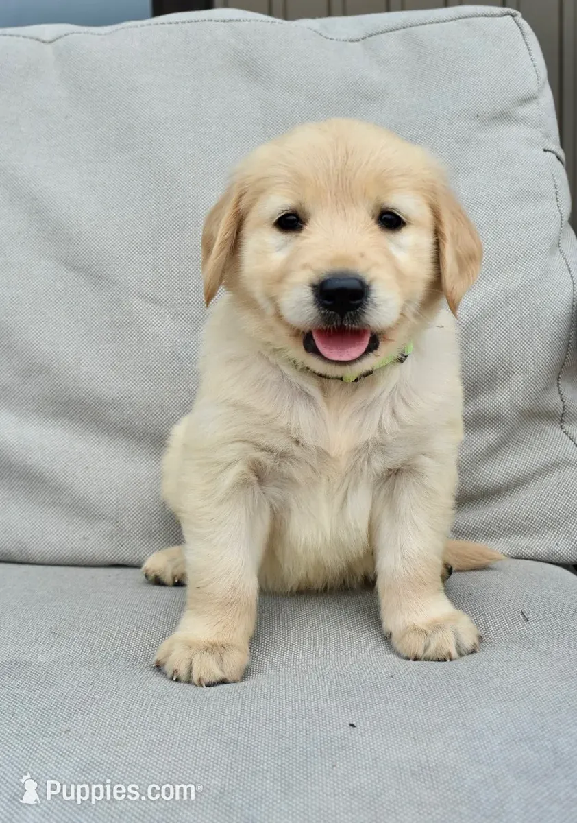 Cachorro Golden Retriever en venta