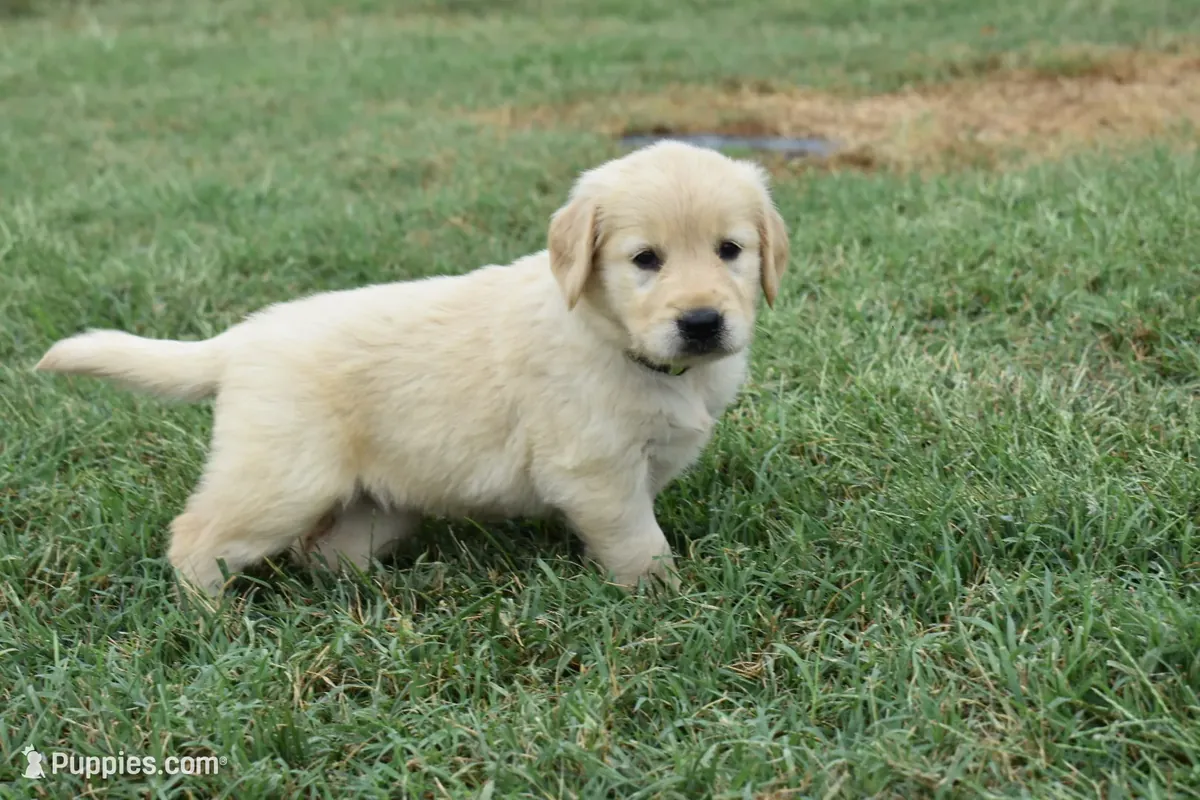Cachorro Golden Retriever en venta
