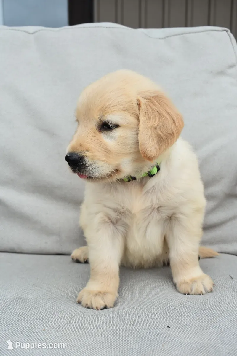 Cachorro Golden Retriever en venta
