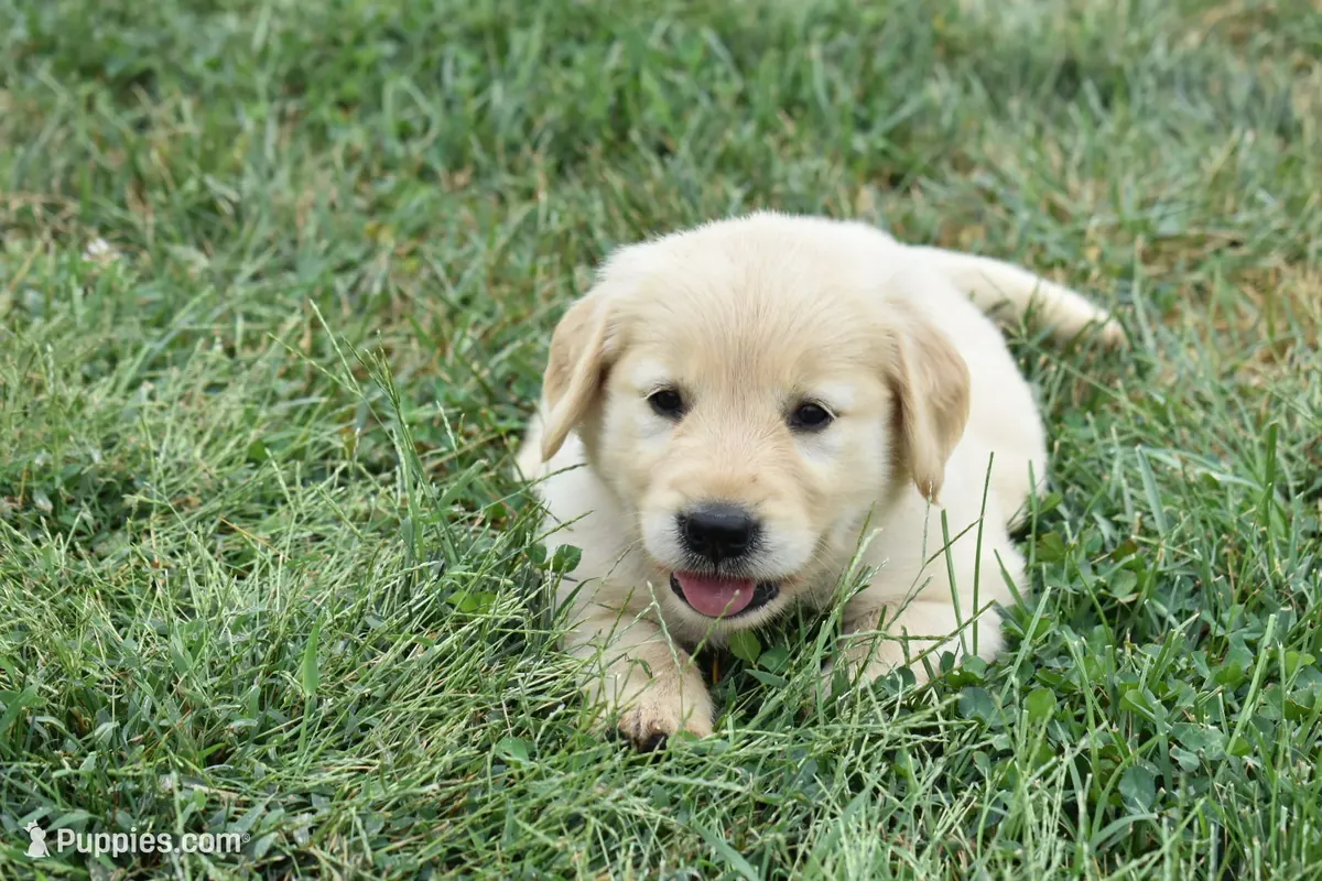 Cachorro Golden Retriever en venta