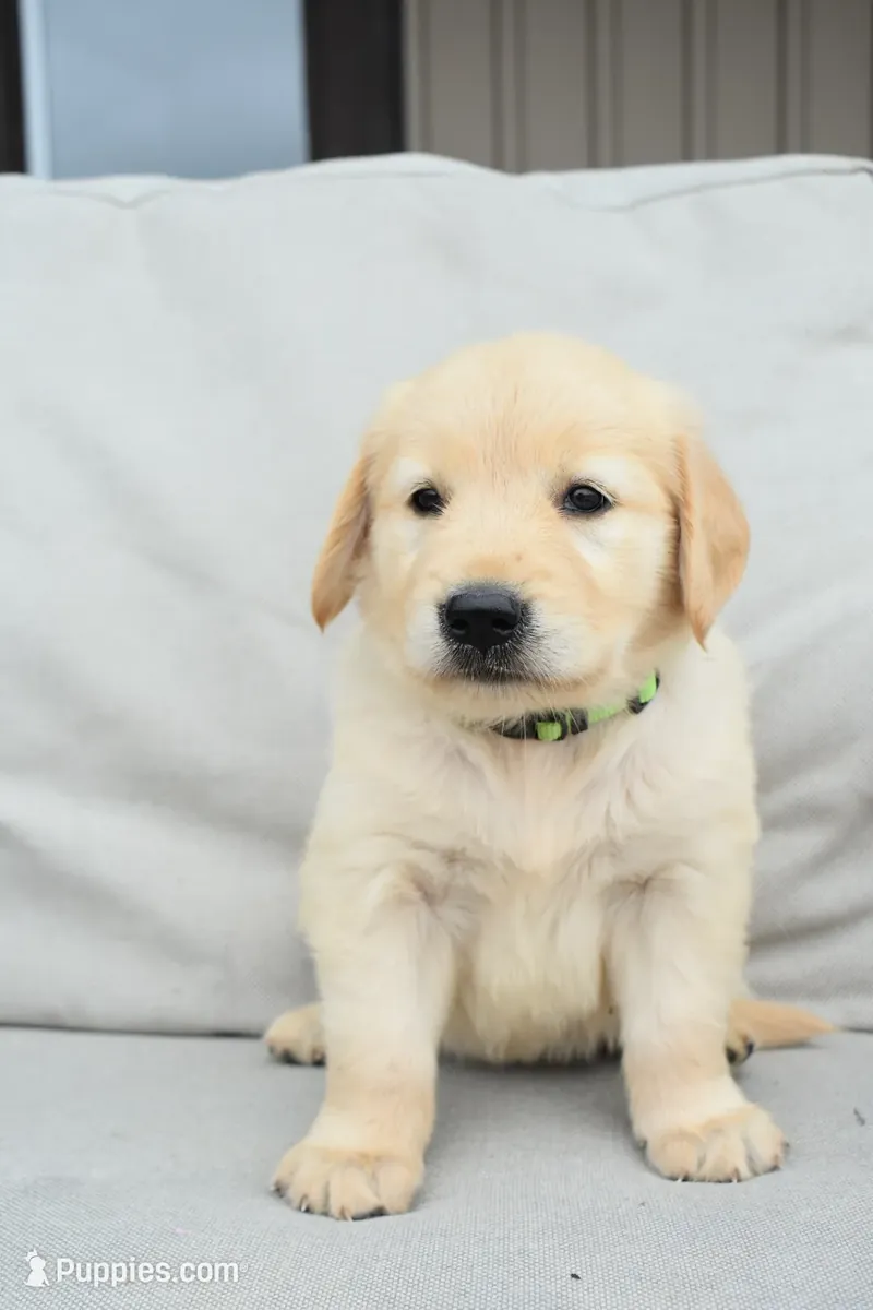 Cachorro Golden Retriever en venta