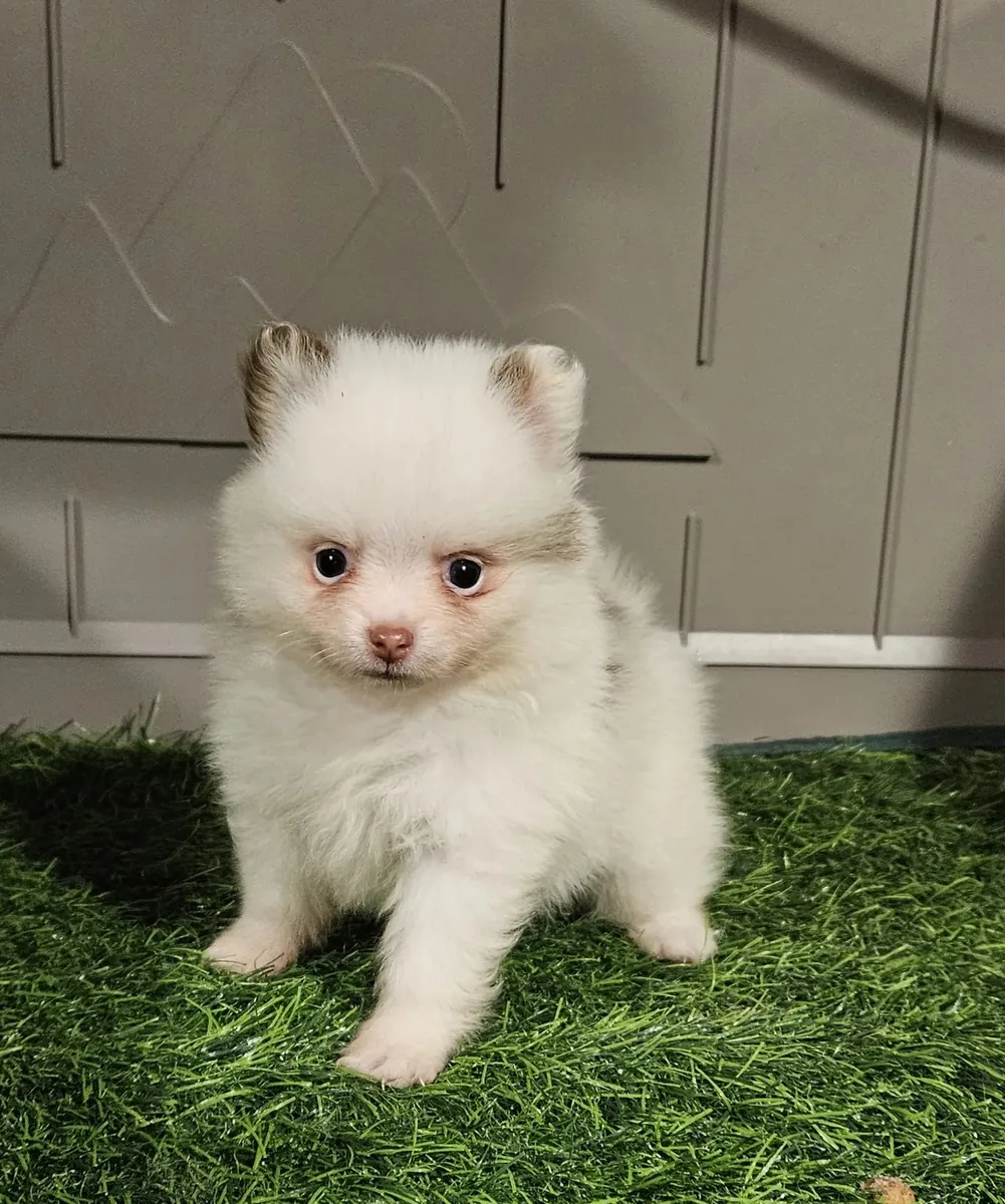 Pomerania