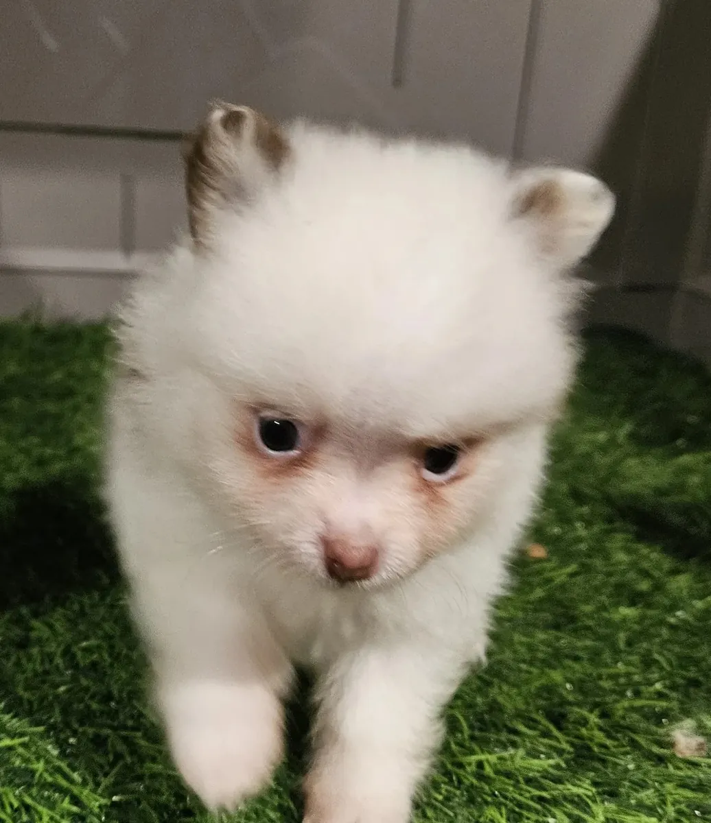 Pomerania