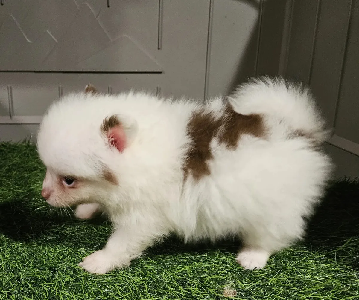 Pomerania