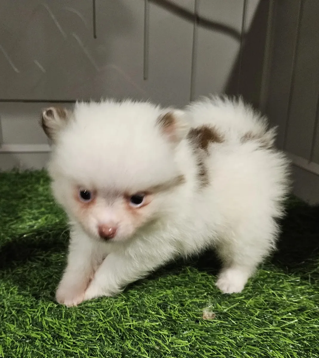 Pomerania