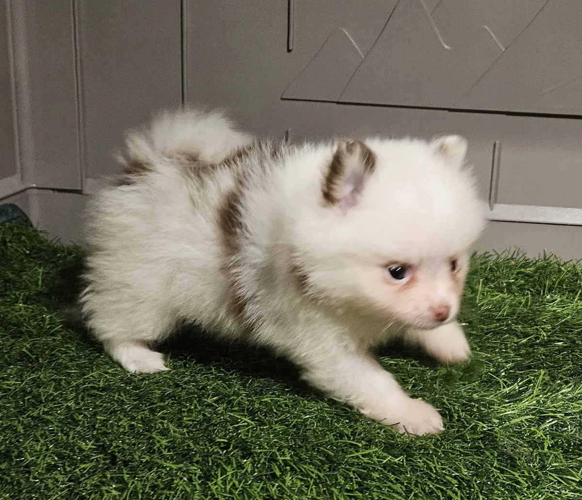 Pomerania