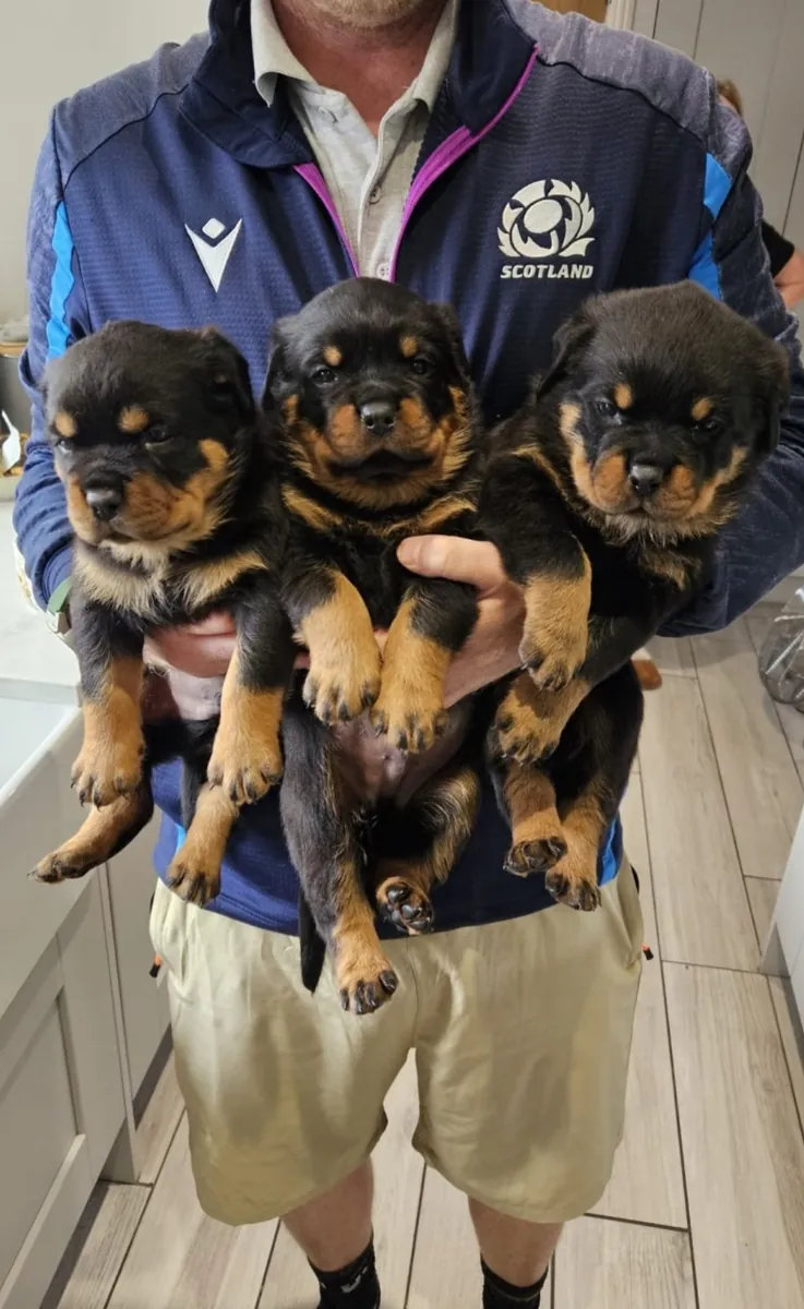 Chiots Rottweiler à adopter.