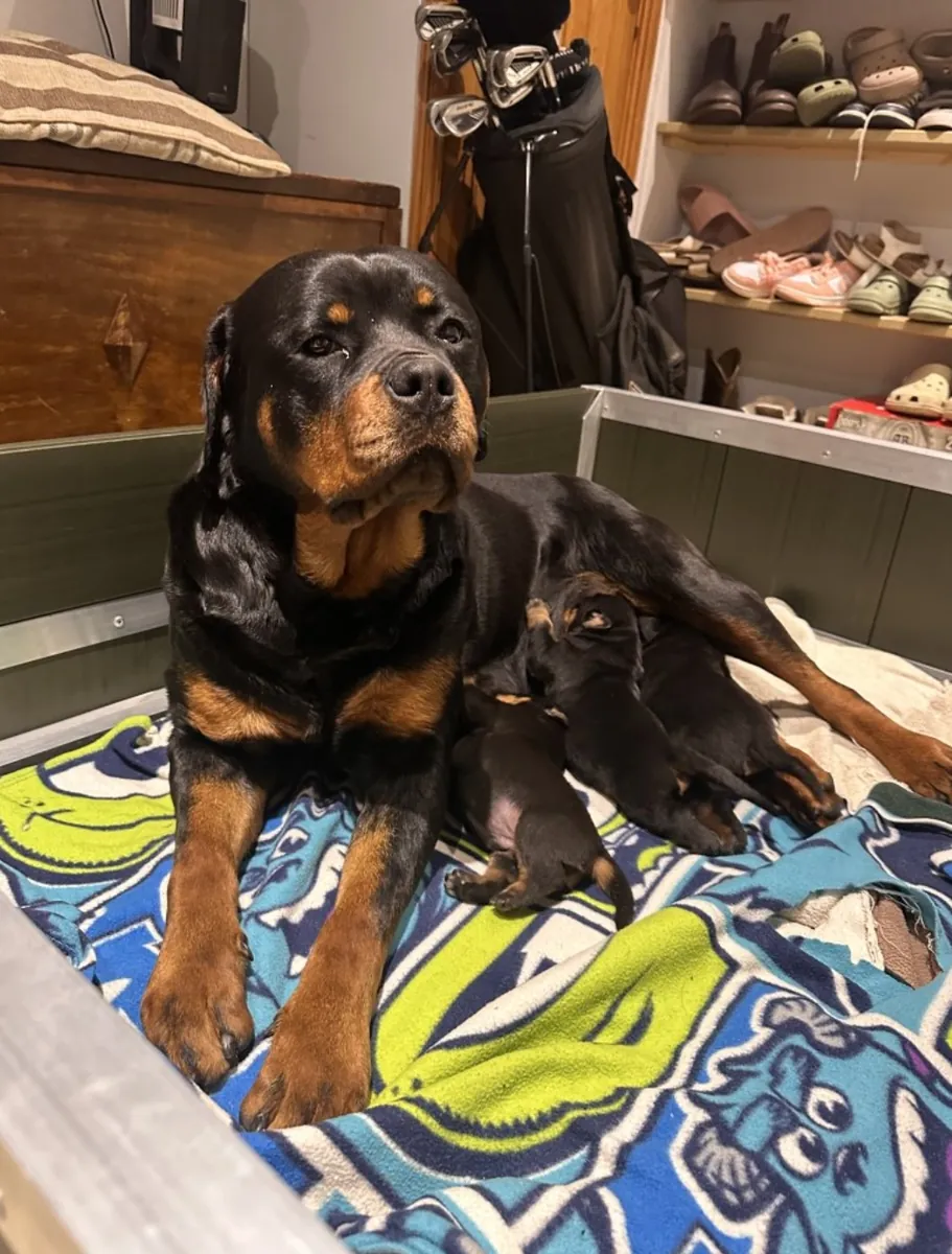 Chiots Rottweiler à adopter.