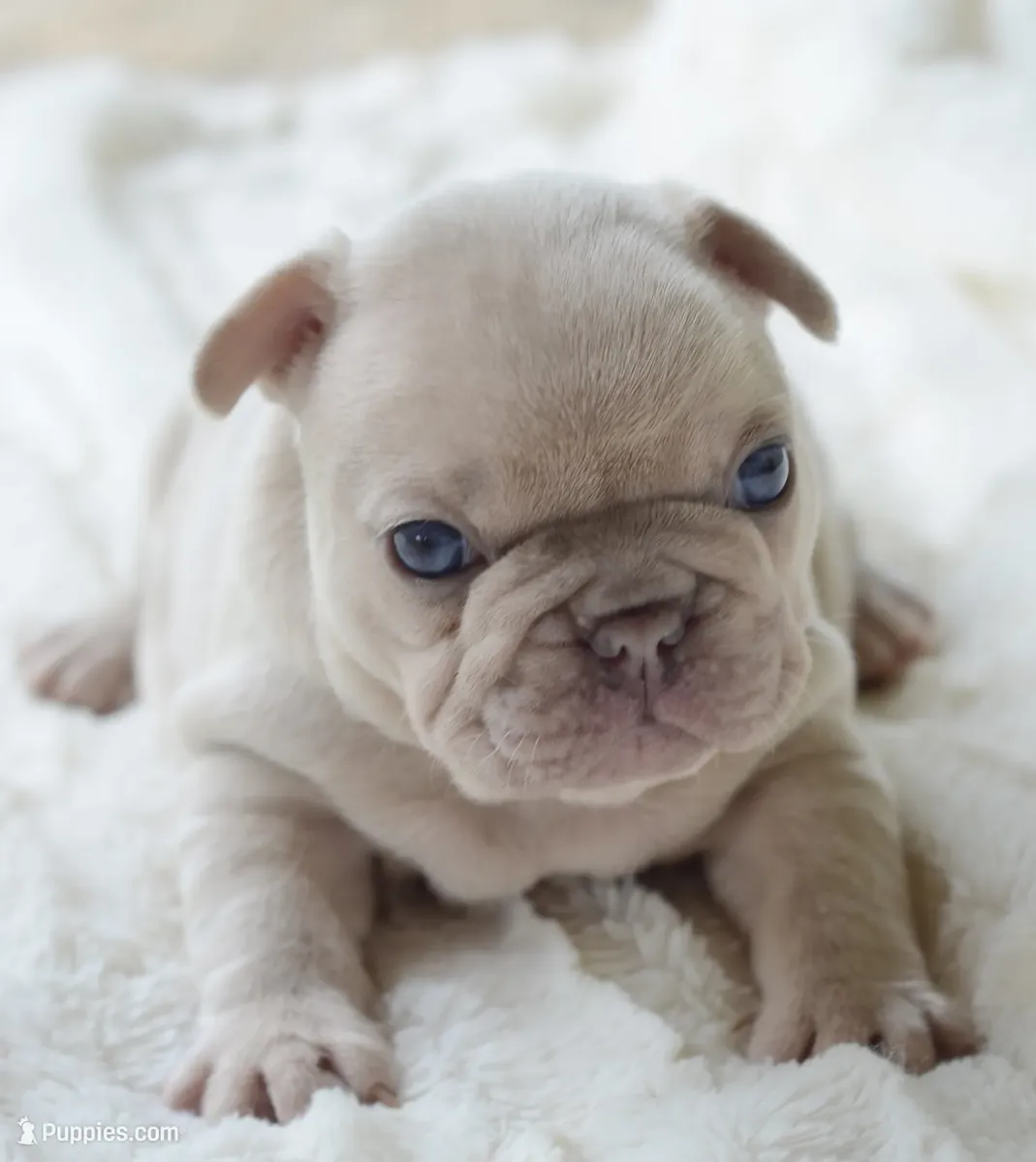 Bulldog Ingles