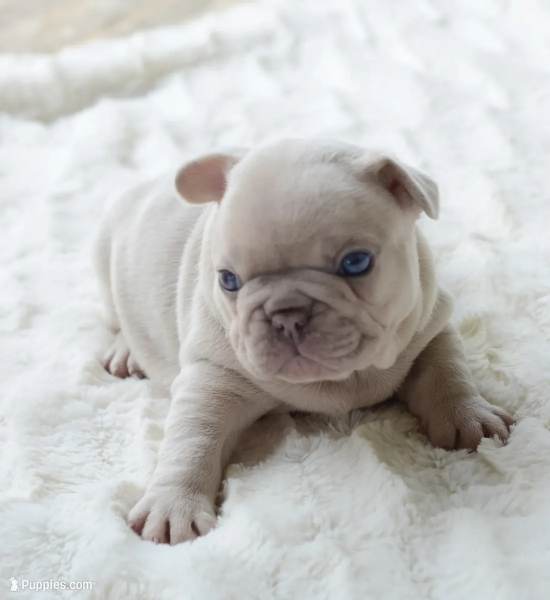 Bulldog Ingles