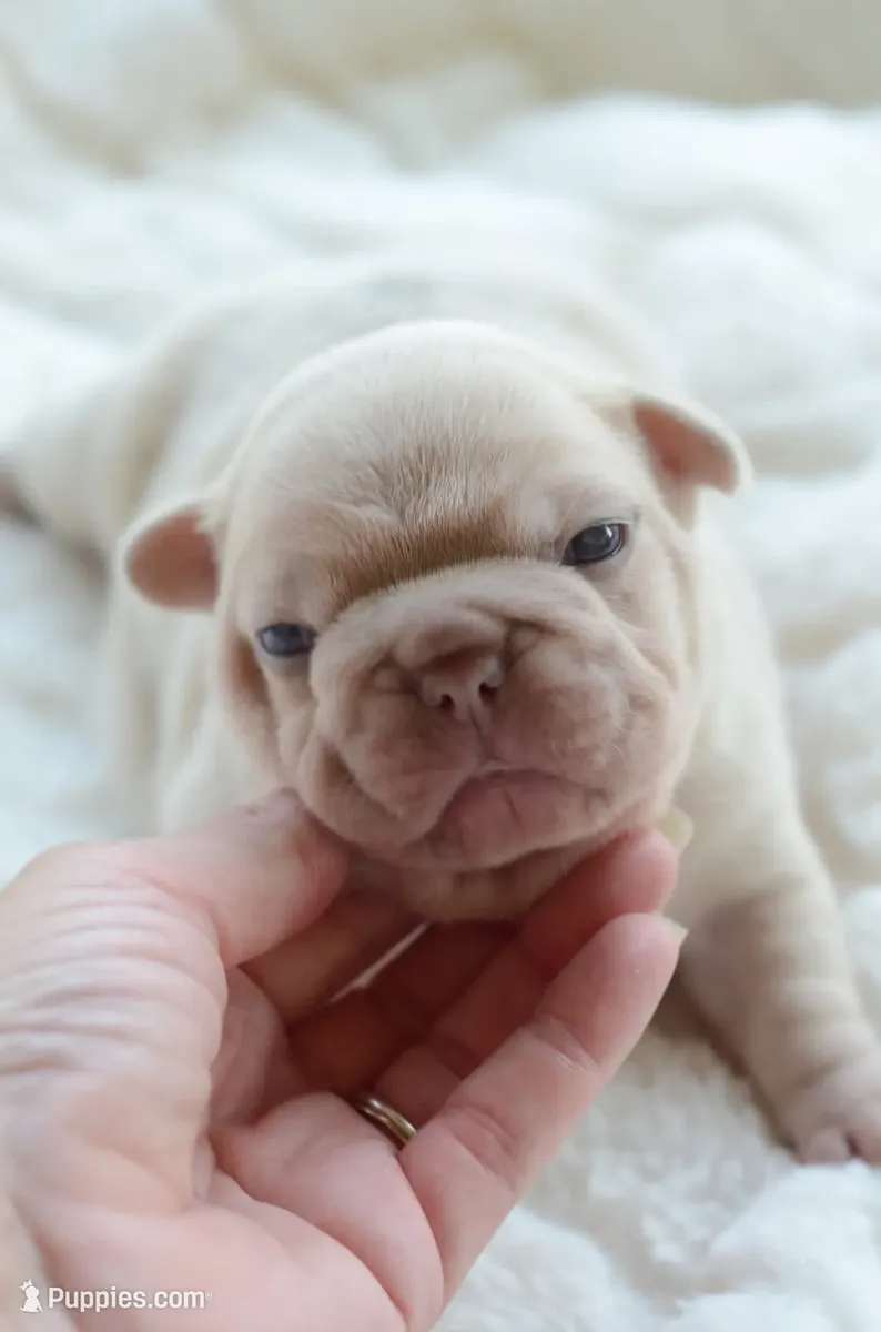Bulldog Ingles