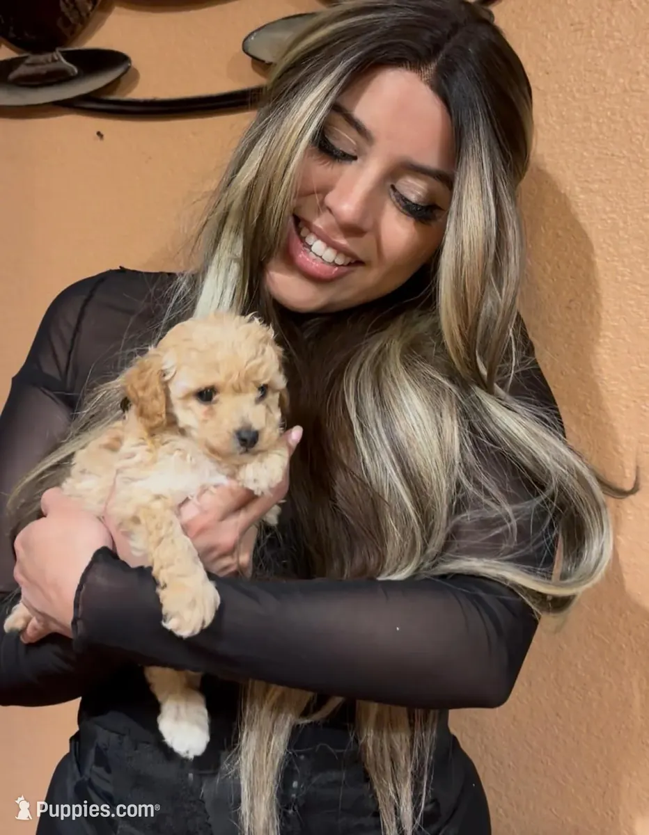 Caniche de juguete