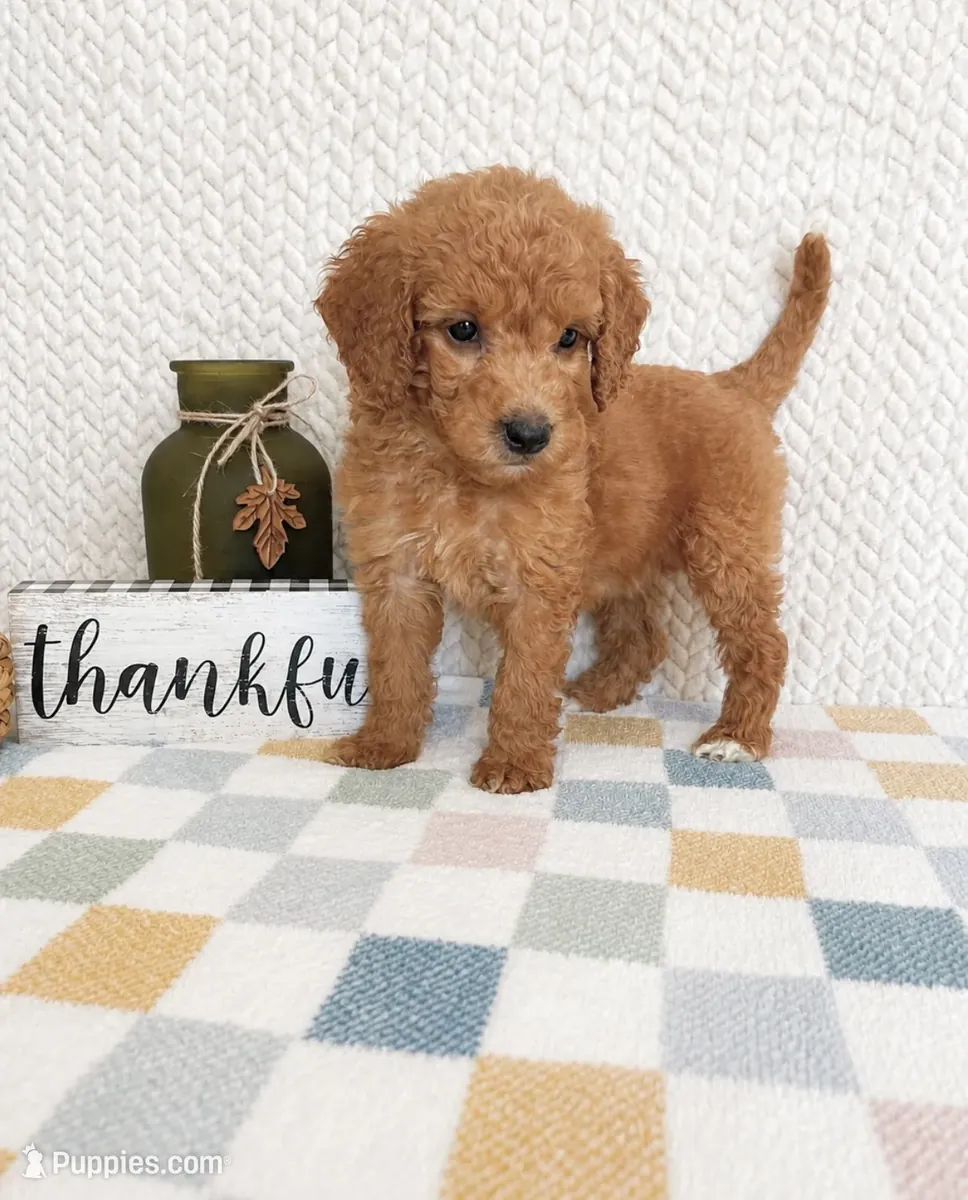 Doodle doré miniature