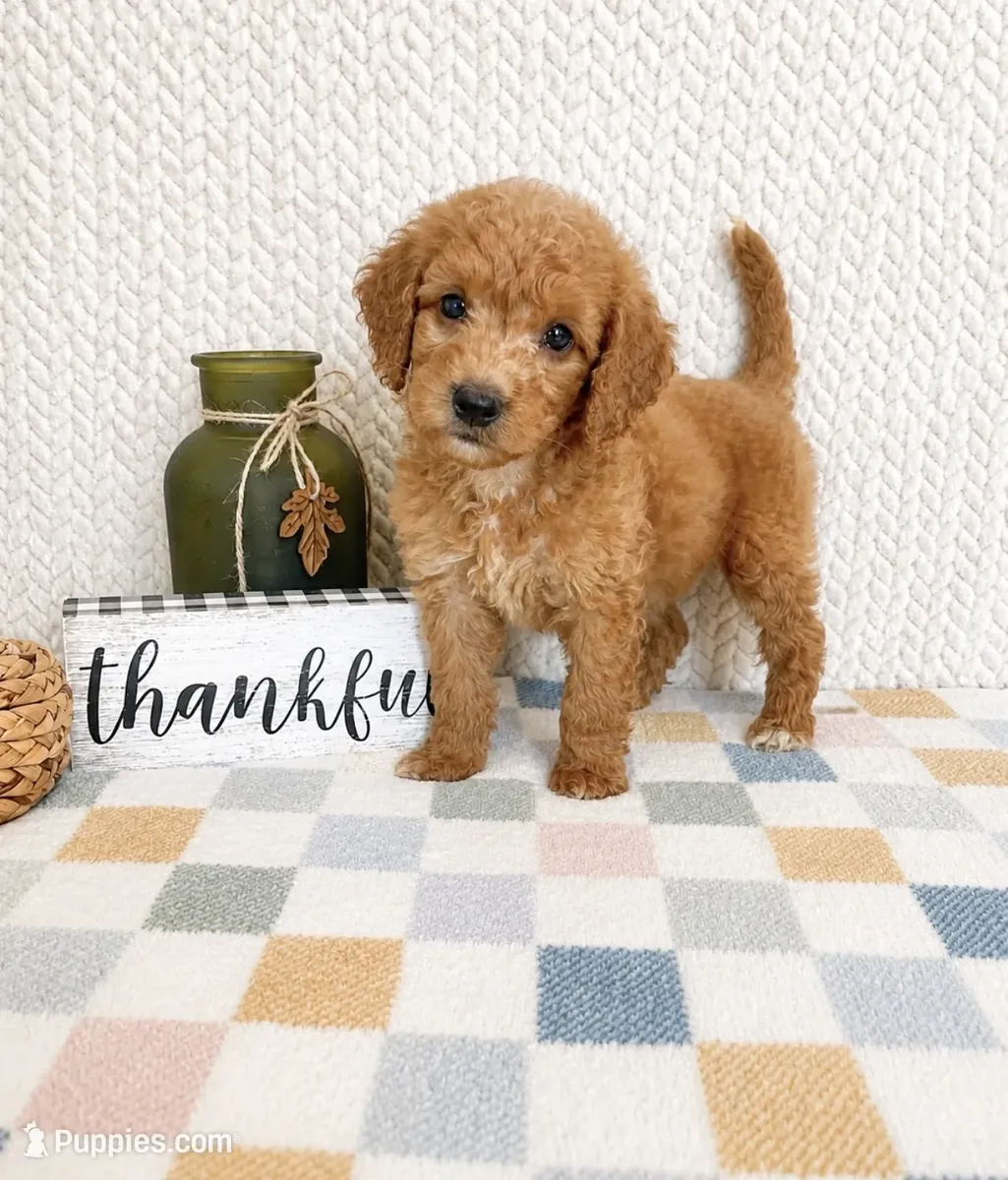 Doodle doré miniature