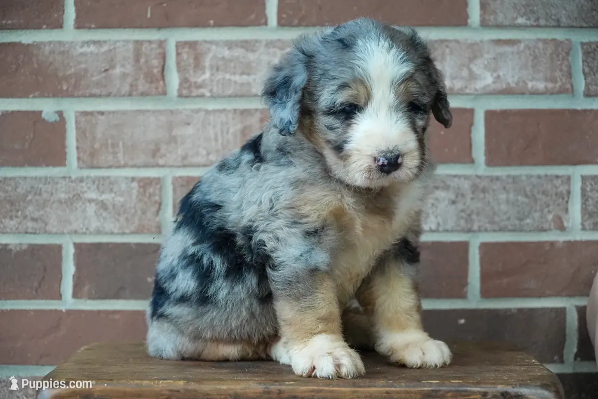 Un hermoso bernedoodle