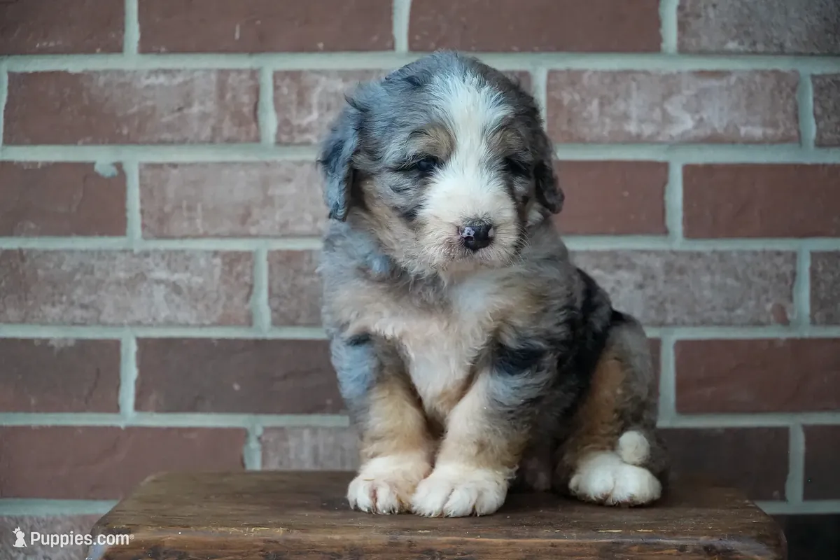Un hermoso bernedoodle