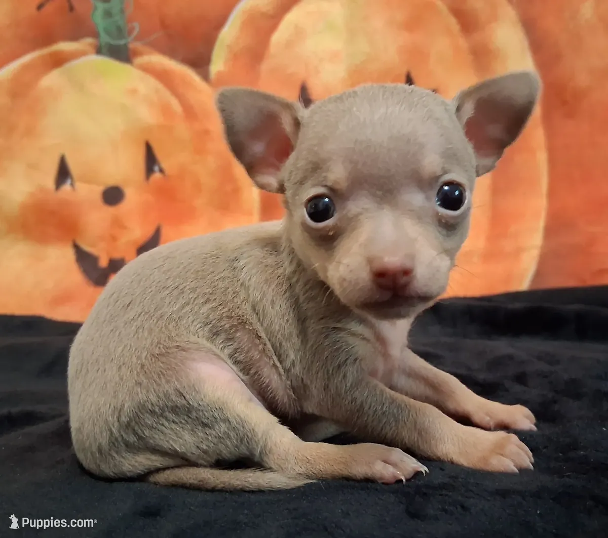 Precioso cachorrito chihuahua tricolor azul