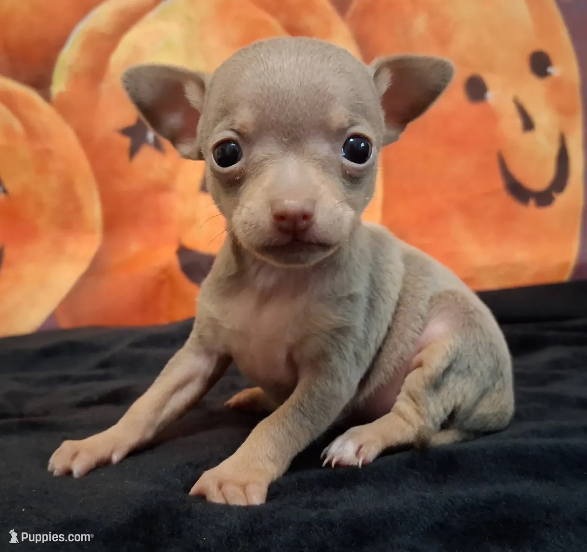 Precioso cachorrito chihuahua tricolor azul