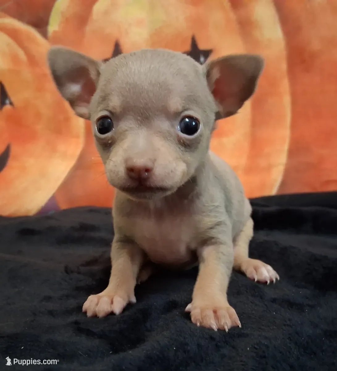 Precioso cachorrito chihuahua tricolor azul